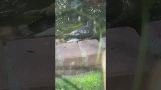 Sharpshinned Hawk Bathing [upl. by Ardnasirk381]