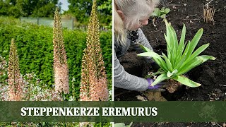 Eremurus Steppenkerze Prachtvolle Blüten im Garten  alles zur Pflanzung und Pflege [upl. by Zorina]