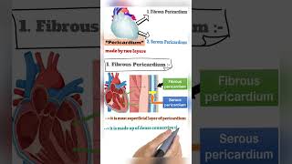 quotHearts Envelope Exploring the Pericardiumquot veterinary biology animalanatomy [upl. by Alac]