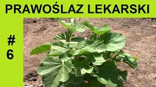 Prawoślaz lekarski  Roślina lecznicza Althaea officinalis 6 [upl. by Bushweller]