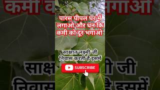 Thespesia Populnea पारस पीपल का पौधा।Portia Tree Useplants shorts [upl. by Etnoek]