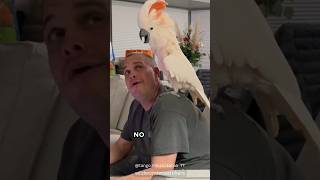 Angry Cockatoo Wont Let Owner Use His Phone 😂 [upl. by Maybelle34]