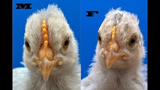 Opal Legbar Chicks Male or Female Side by Side Comparison at BucABuc Farm [upl. by Aicilaf]