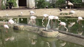 ► Aperçu de la Grande Volière avec ses flamants roses au Zoo de Vincennes Parc Zoologique de Paris [upl. by Ettellocin953]