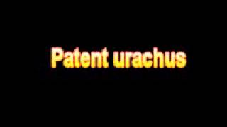 What Is The Definition Of Patent urachus Medical School Terminology Dictionary [upl. by Lema]