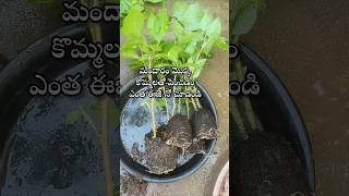 Easy to grow hibiscus plant from cuttings youtubeshorts shorts shortsyoutube hibiscus [upl. by Jenny]