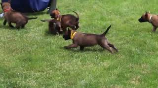 Belgian Malinois Mix Puppies For Sale [upl. by Llehsar995]