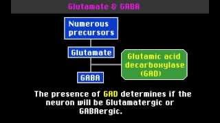 Neurotransmitters [upl. by Frymire]