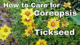 How to Care for Tickseed  Care for Coreopsis Plant  How to Deadhead Tickseed Coreopsis [upl. by Drooff]