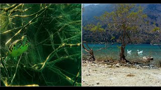 Crete Snorkeling Kournas Lake Turtles Drone footage Gold Fish 4K [upl. by Marley157]