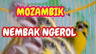 Mozambik Gacor Roll Nembak [upl. by Saidee]