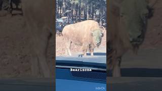 Bearizona Wildlife Park youtubeshorts shorts bison [upl. by Orelie333]