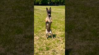 The Incredible Obedience Of A Trained Belgian Malinois [upl. by Johathan360]