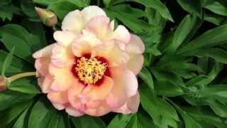 Peony Callies Memory Itoh Hybrid  wwwpeonyshopcom [upl. by Aronal]