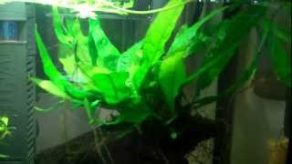 Propagating Aquarium plants [upl. by Eatnoj]