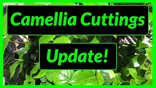 How to Grow  Propagate Camellias from Cuttings  Update [upl. by Okemak]