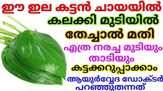 Natural Hair Dye  ഈ ഇല ഉണ്ടെങ്കിൽ എത്ര നരച്ച മുടിയും താടിയും കട്ടക്കറുപ്പാക്കാം [upl. by Icrad]