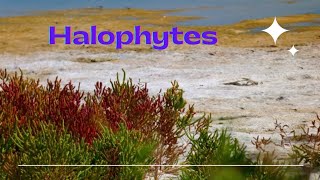 Halophytes Definition adaptations for osmotic adjustments [upl. by Ollopa317]