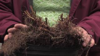 Tree amp Plant Care  How to Transplant Echinacea [upl. by Ahseihs]