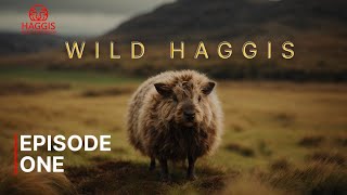 Wild Haggis Episode One  The Unseen Heros Of Scottish Forests [upl. by Broucek]