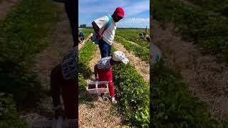 Strawberry picking at leisure farms sudbury [upl. by Dryden545]