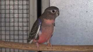 Pied Bourkes Parrot  BirdSpyAus [upl. by Voltz150]