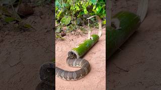 Amazing Snake Trap Make Using Bamboo shortvideo wildlife snake animals shortvideo [upl. by Stockwell]