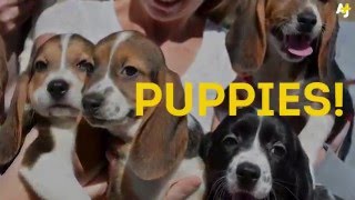 Worlds First IVF Puppies Born [upl. by Kinch]