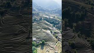 quotRice Terrace Wonders Captivating Momentsquot riceterraces sapavietnam naturebeauty droneview [upl. by Nerag]