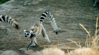 Island of Lemurs Madagascar  TV Spot 1 HD [upl. by Brinna]