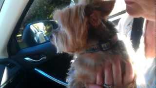 Yorkie cries on his way home from the kennel [upl. by Hosbein421]