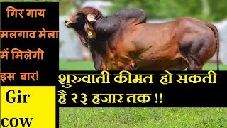 gir cow price in india  gir cow milk price  Gir cow  gir cows price [upl. by Lotson]