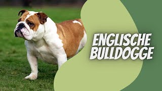 Englische Bulldoge  Video Rasseportrait [upl. by Ahsined527]