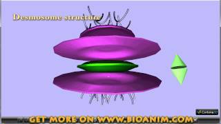 Adhesion junction desmosome [upl. by Caplan577]