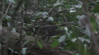 Poaching Pressurethe Best I Could Get of a Sooty Mangabey Despite Following the Troop for Hours [upl. by Fadiman]