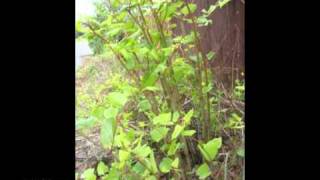 IVMs Japanese Knotweed Rapid Growth Video 4 [upl. by Mairhpe]