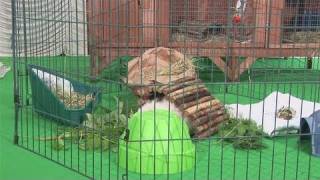 How To Set Up Your Guinea Pigs Playpen [upl. by Gothard]