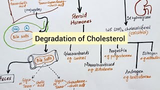 Degradation of Cholesterol  Synthesis of Bile Acids Vitamin D amp Steroid Hormones [upl. by Eiramacissej]