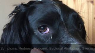 How To  Treat ConjunctivitisPink Eye in Dogs 🐾 [upl. by Ranjiv]