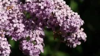 Prairie Yard amp Garden Lilacs [upl. by Zeena]