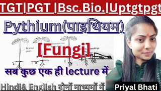 Pythium FungiFull LectureTGT PGT biologyUptgtpgtbiologyLtGICNeetBSC amp MScBy Priyal bhati [upl. by Dolly]