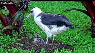 Makalii Fed Regurgitated Sea Fare From Female On Nest 1 – Feb 5 2018 [upl. by Pontone702]