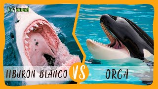 TIBURON BLANCO VS ORCA ¿Cuál es el dueño de los mares [upl. by Ronalda801]