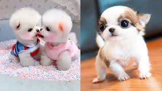 Baby Dogs  Cute and Funny Dog Videos Compilation 3  Aww Animals [upl. by Ainoval]