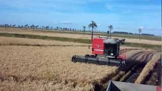 MF 5650 SR colhendo arroz a 35 kmh 220 sacoshora [upl. by Irrahs]