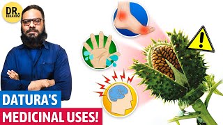 Daturas BEST Medicinal Uses for Inflammation Hand Sweat amp Uric Acid  UrduHindi  Dr Ibrahim [upl. by Toombs]