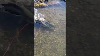 Salmones grandes fishing fish [upl. by Schouten]