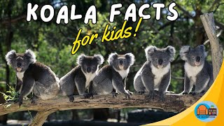 animalfactsforkids Koala Facts for Kids [upl. by Meta]