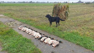 Woerden leggen geen eieren [upl. by Nirtiak]