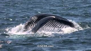 CISCOS  Whale Watching  Channel Islands  Oxnard CA [upl. by Anaiek491]